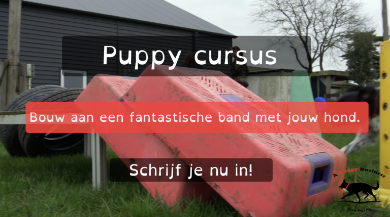 Puppy cursus incl. praktijk door: A Doggy Business